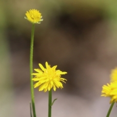 Calotis lappulacea at Tennent, ACT - 18 Nov 2021