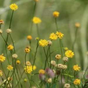 Calotis lappulacea at Tennent, ACT - 18 Nov 2021