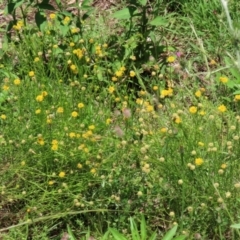 Calotis lappulacea at Tennent, ACT - 18 Nov 2021