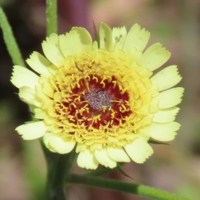 Tolpis barbata (Yellow Hawkweed) at Tennent, ACT - 18 Nov 2021 by RodDeb