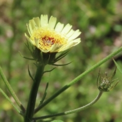 Tolpis barbata at Tennent, ACT - 18 Nov 2021