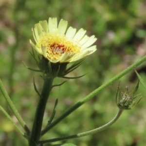 Tolpis barbata at Tennent, ACT - 18 Nov 2021