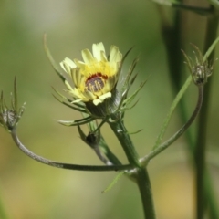 Tolpis barbata at Tennent, ACT - 18 Nov 2021