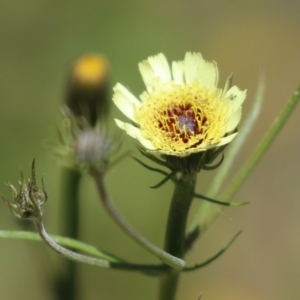 Tolpis barbata at Tennent, ACT - 18 Nov 2021