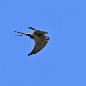 Falco cenchroides at Tennent, ACT - 18 Nov 2021