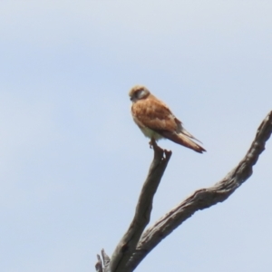 Falco cenchroides at Tennent, ACT - 18 Nov 2021