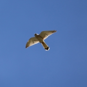 Falco cenchroides at Tennent, ACT - 18 Nov 2021