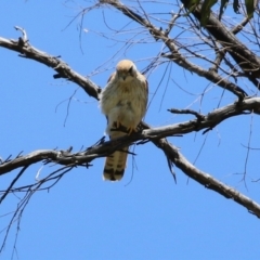 Falco cenchroides at Tennent, ACT - 18 Nov 2021