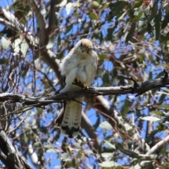 Falco cenchroides at Tennent, ACT - 18 Nov 2021