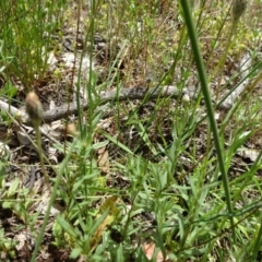 Leptorhynchos squamatus subsp. squamatus at Campbell, ACT - 11 Nov 2021