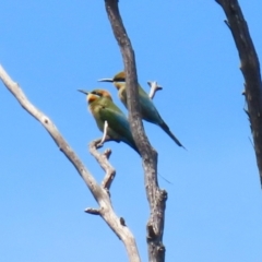 Merops ornatus (Rainbow Bee-eater) at Tennent, ACT - 18 Nov 2021 by RodDeb