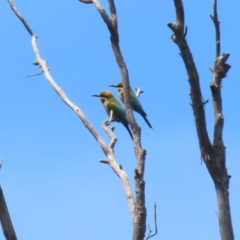 Merops ornatus at Tennent, ACT - 18 Nov 2021