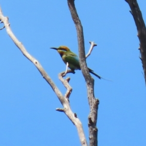 Merops ornatus at Tennent, ACT - 18 Nov 2021