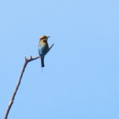 Merops ornatus at Tennent, ACT - 18 Nov 2021