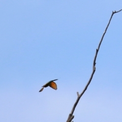 Merops ornatus at Tennent, ACT - 18 Nov 2021