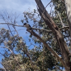 Cracticus torquatus (Grey Butcherbird) at Throsby, ACT - 18 Nov 2021 by chriselidie