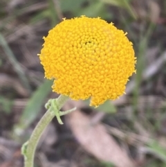 Craspedia variabilis (Common Billy Buttons) at Steeple Flat, NSW - 18 Nov 2021 by Steve_Bok