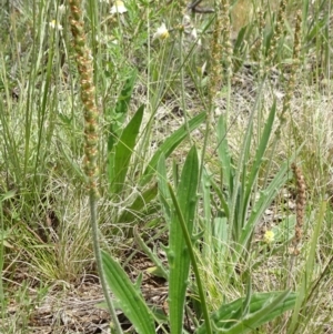 Plantago varia at Campbell, ACT - 11 Nov 2021