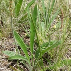 Plantago varia at Campbell, ACT - 11 Nov 2021