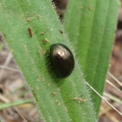 Chrysolina quadrigemina (Greater St Johns Wort beetle) at Campbell, ACT - 10 Nov 2021 by JanetRussell