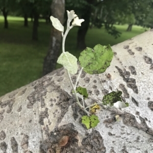 Populus alba at Phillip, ACT - 19 Nov 2021