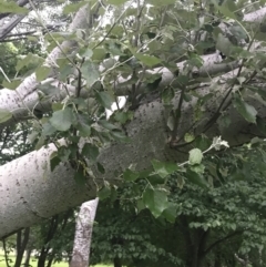 Populus alba at Phillip, ACT - 19 Nov 2021