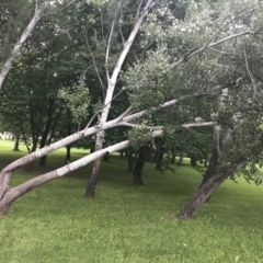 Populus alba at Phillip, ACT - 19 Nov 2021