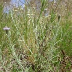 Vittadinia gracilis at Campbell, ACT - 11 Nov 2021