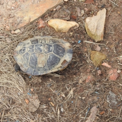 Chelodina longicollis (Eastern Long-necked Turtle) at Carwoola, NSW - 18 Nov 2021 by Liam.m