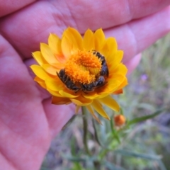 Lasioglossum (Chilalictus) lanarium at Carwoola, NSW - 17 Nov 2021