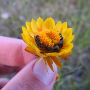 Lasioglossum (Chilalictus) lanarium at Carwoola, NSW - 17 Nov 2021