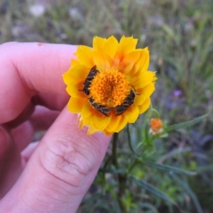 Lasioglossum (Chilalictus) lanarium at Carwoola, NSW - suppressed