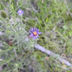 Vittadinia cuneata var. cuneata (Fuzzy New Holland Daisy) at Carwoola, NSW - 16 Nov 2021 by Liam.m