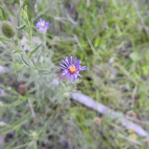 Vittadinia cuneata var. cuneata at Carwoola, NSW - 16 Nov 2021