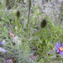 Vittadinia cuneata var. cuneata at Carwoola, NSW - suppressed