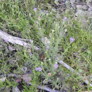 Vittadinia cuneata var. cuneata at Carwoola, NSW - 16 Nov 2021