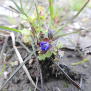 Veronica calycina at Carwoola, NSW - 16 Nov 2021