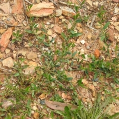 Polygonum sp. (Wireweed) at Carwoola, NSW - 16 Nov 2021 by Liam.m