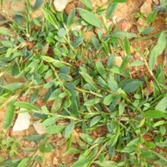 Polygonum sp. at Carwoola, NSW - 16 Nov 2021