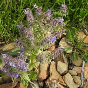 Borago officinalis at suppressed - 16 Nov 2021