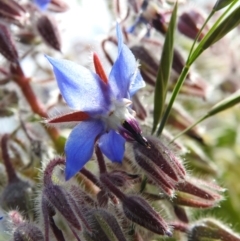 Borago officinalis at suppressed - 16 Nov 2021