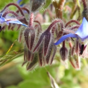 Borago officinalis at suppressed - 16 Nov 2021