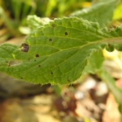 Borago officinalis at suppressed - 16 Nov 2021