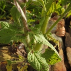 Borago officinalis at suppressed - 16 Nov 2021