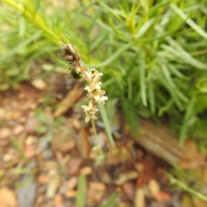 Linaria arvensis at Carwoola, NSW - suppressed