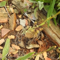 Linaria arvensis at Carwoola, NSW - suppressed