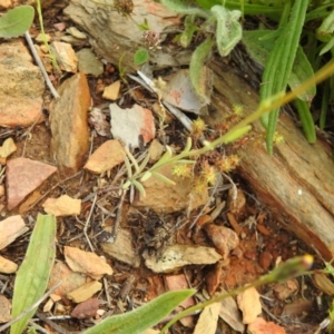 Linaria arvensis at Carwoola, NSW - suppressed