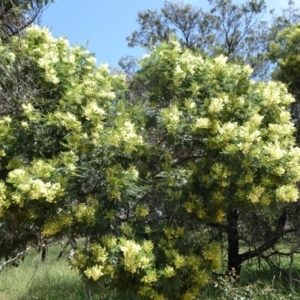 Acacia mearnsii at Campbell, ACT - 11 Nov 2021