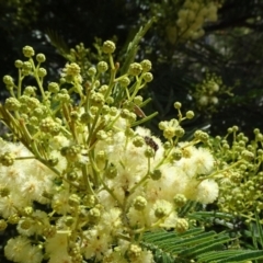 Acacia mearnsii at Campbell, ACT - 11 Nov 2021