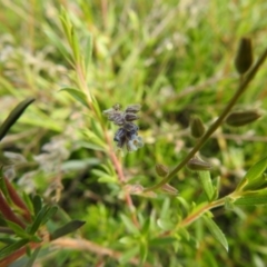 Myosotis discolor (Forget-me-not) at Carwoola, NSW - 16 Nov 2021 by Liam.m